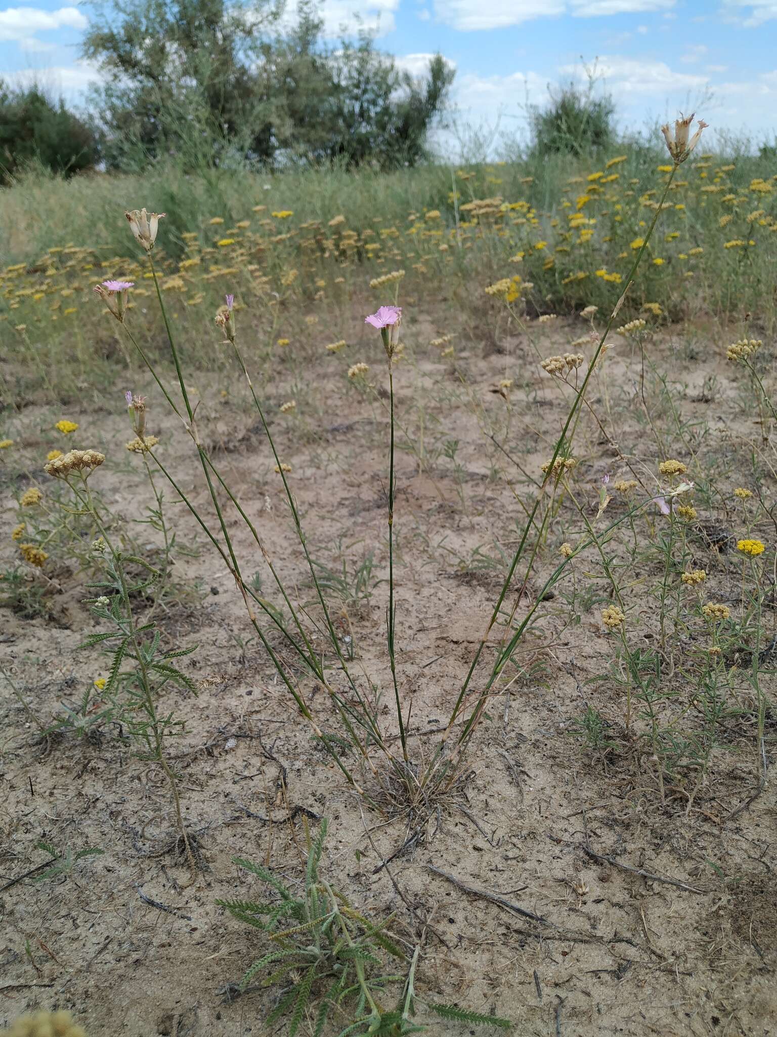 صورة Dianthus polymorphus Bieb.