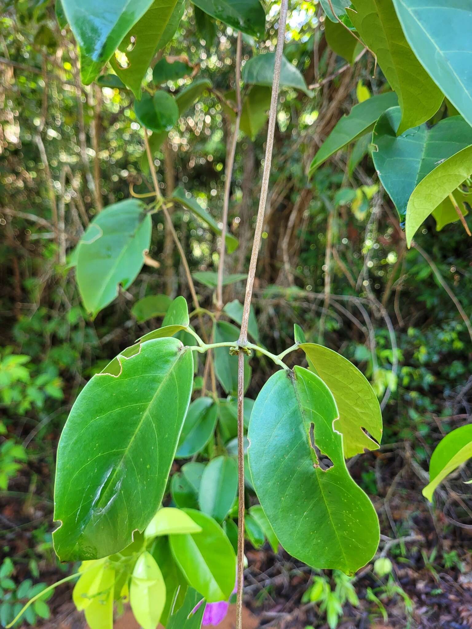 Image of Bignonia corymbosa (Vent.) L. G. Lohmann