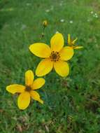 Bidens triplinervia Kunth的圖片