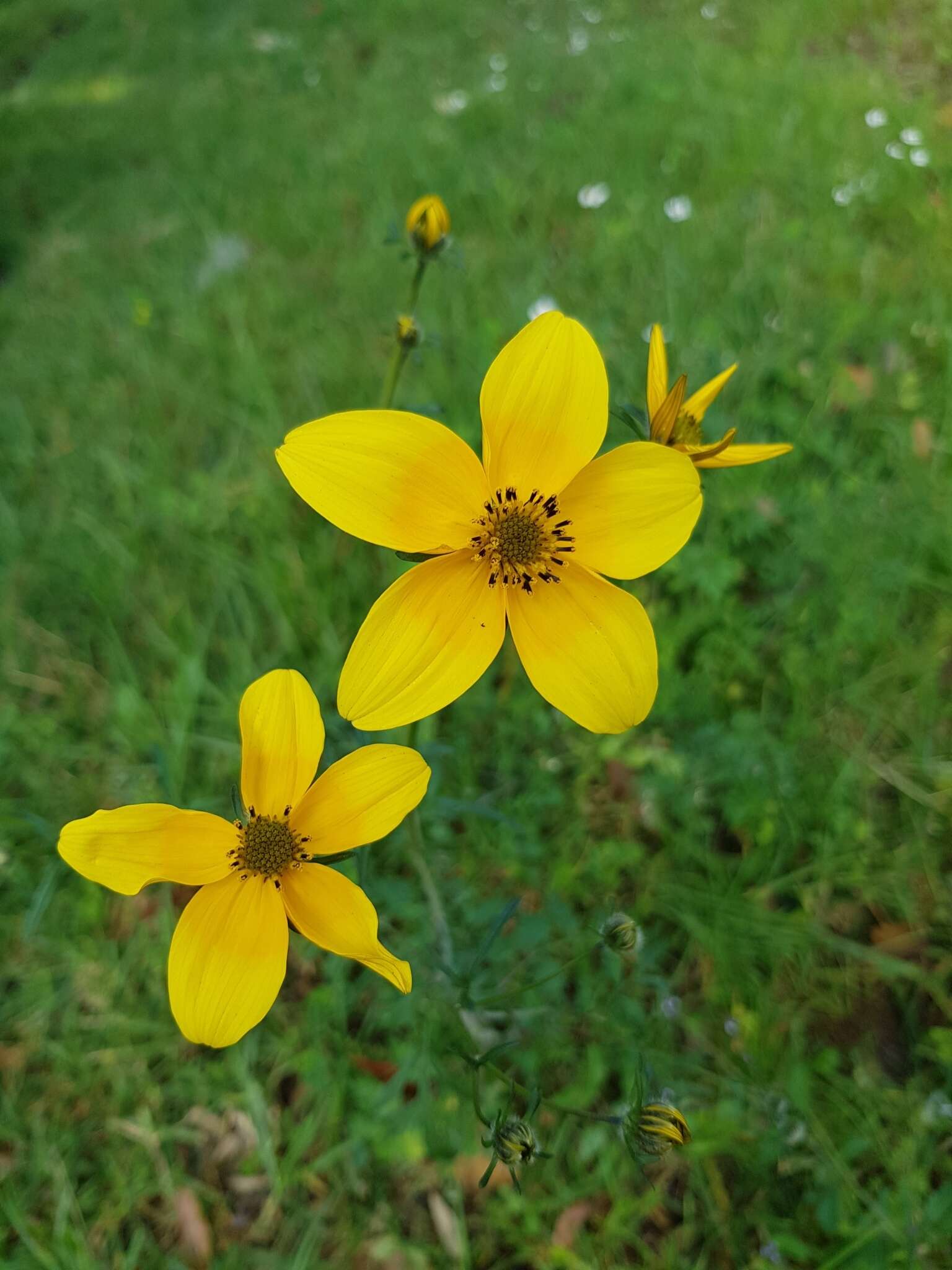 Image of Bidens triplinervia Kunth