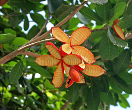 Sterculia shillinglawii F. Müll.的圖片