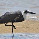 Image of African Woolly-necked Stork