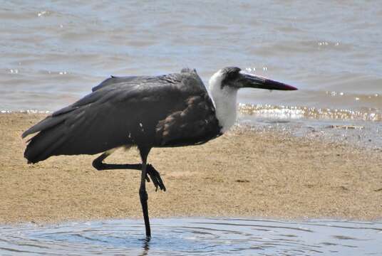 Imagem de <i>Ciconia microscelis</i>