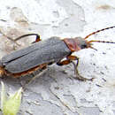 Image of Cantharis rustica Fallén 1807