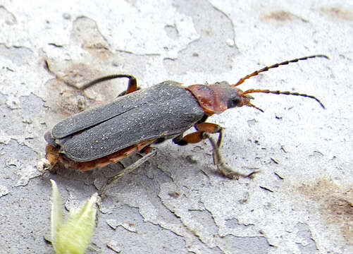 Image of Cantharis rustica Fallén 1807