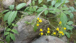 Image of Solanum juglandifolium Humb. & Bonpl. ex Dun.