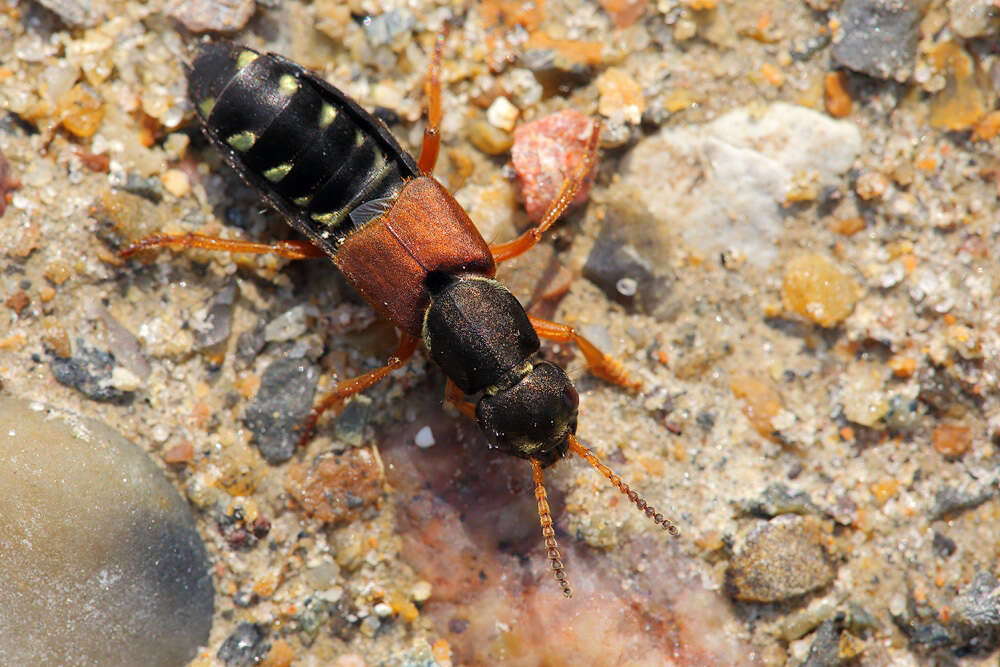 Staphylinus dimidiaticornis Gemminger 1851的圖片