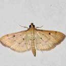 Image of Herpetogramma basalis (Walker 1866)