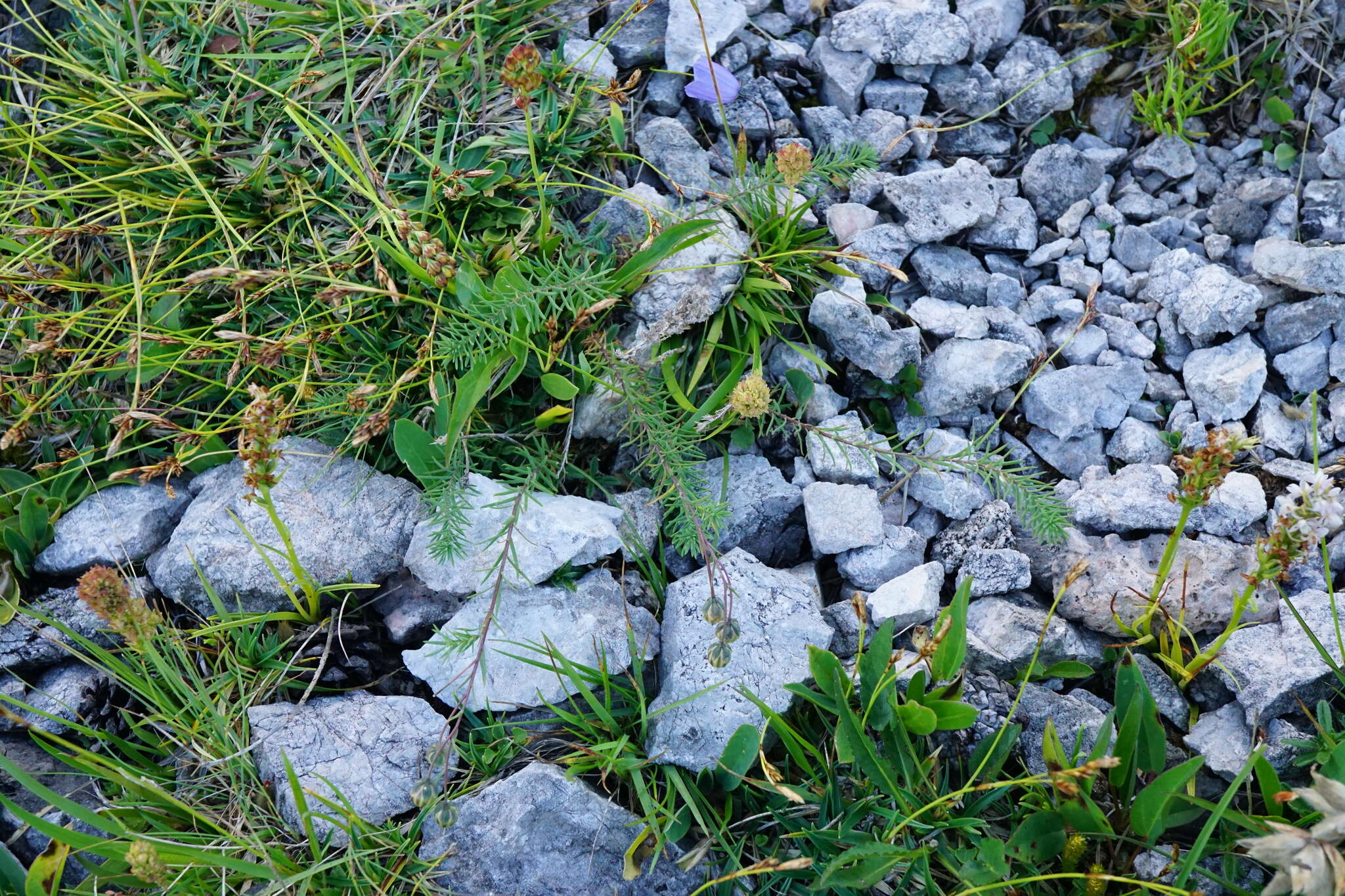 Imagem de Linum alpinum Jacq.