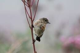 Image of Saxicola torquatus stonei Bowen 1931