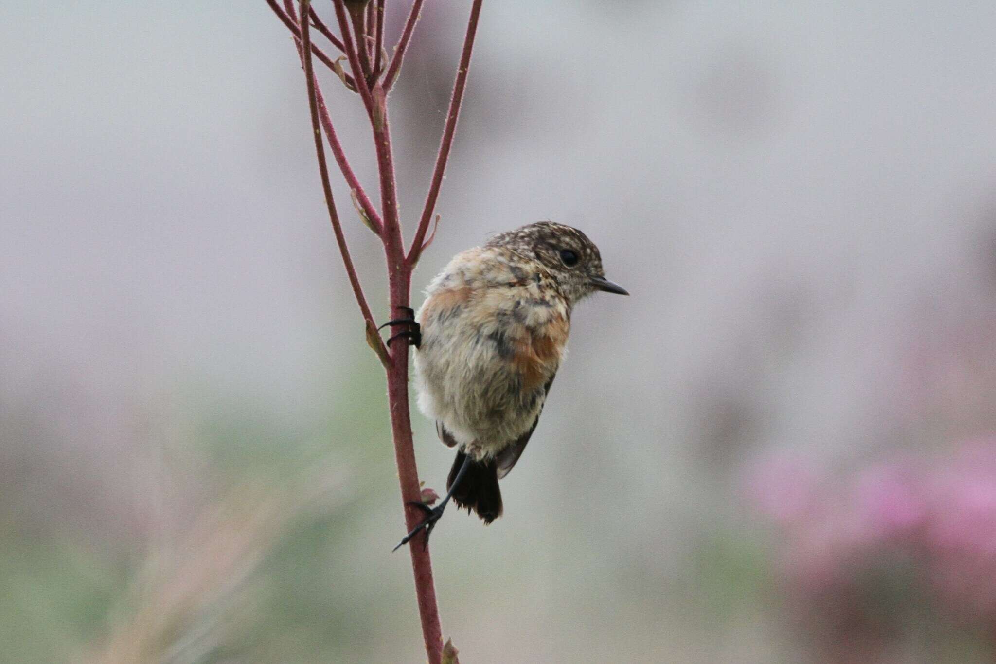 صورة Saxicola torquatus stonei Bowen 1931