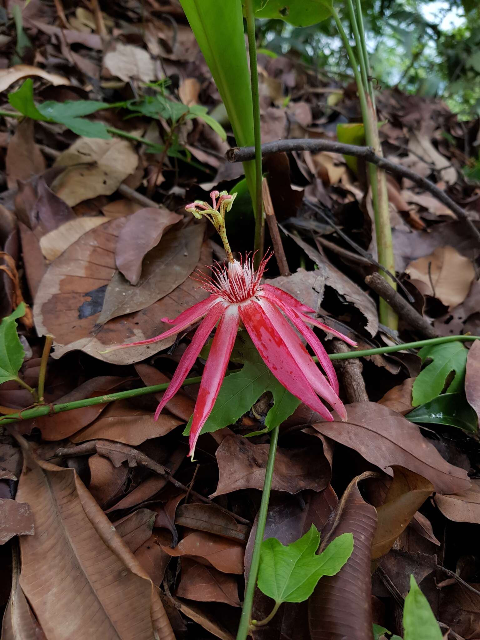 Image of Passiflora quadriglandulosa Rodschied