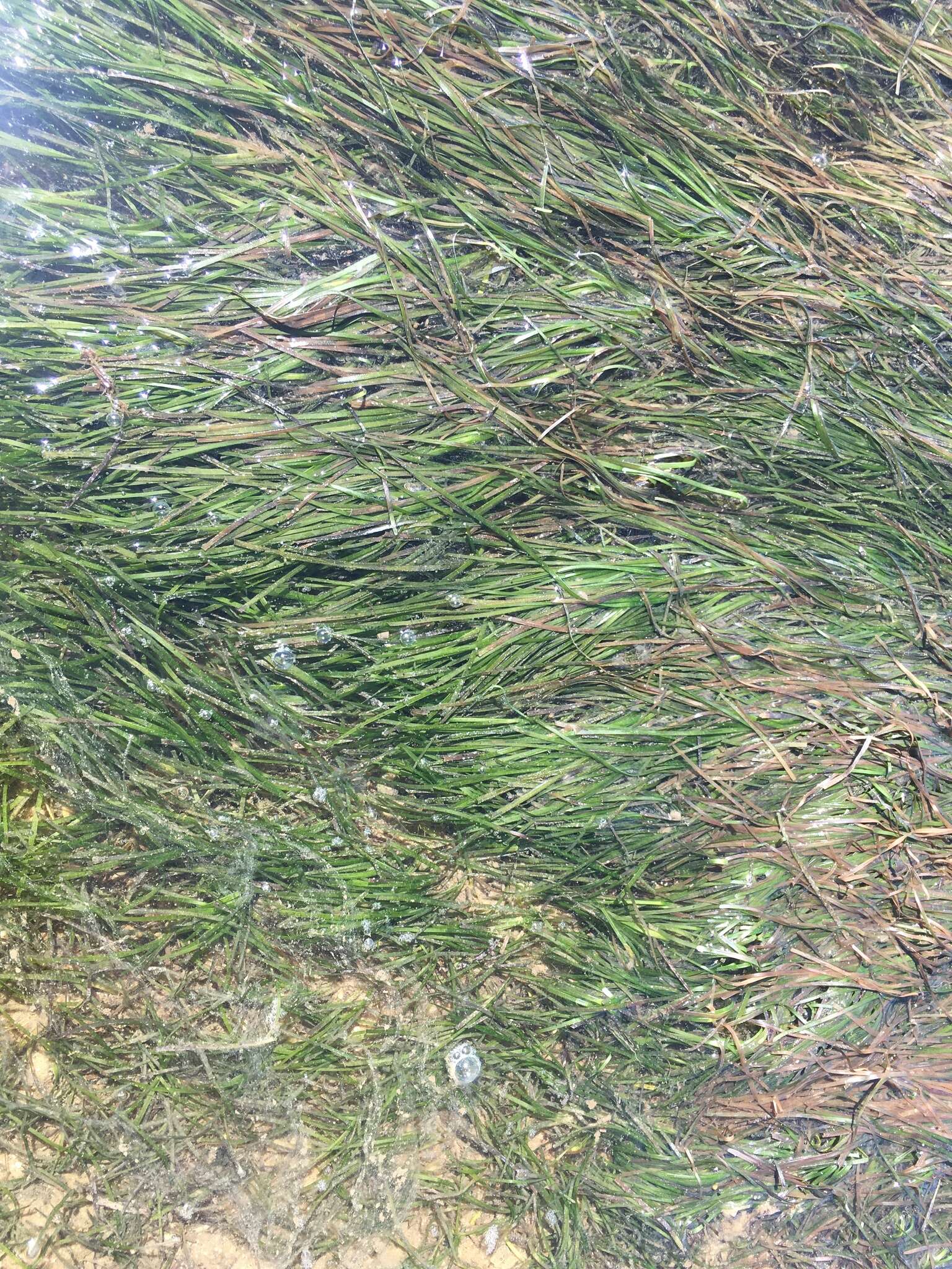 Image of Slender Seagrass