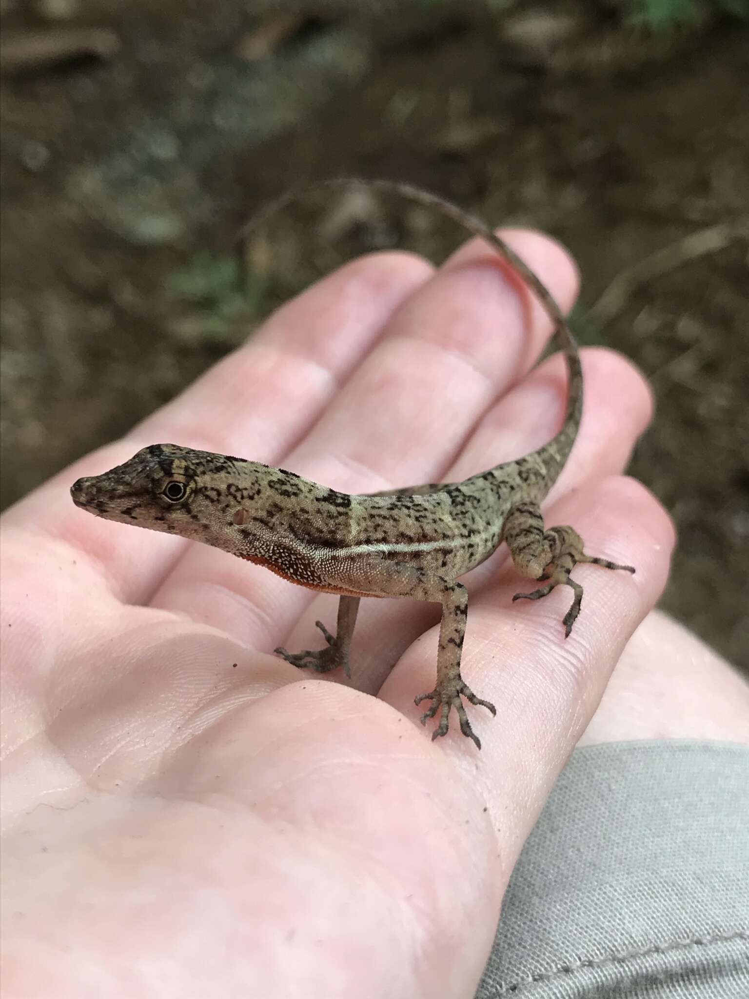 Image of Anolis osa Köhler, Dehling & Köhler 2010