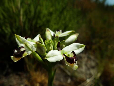 Disa bivalvata (L. fil.) T. Durand & Schinz resmi