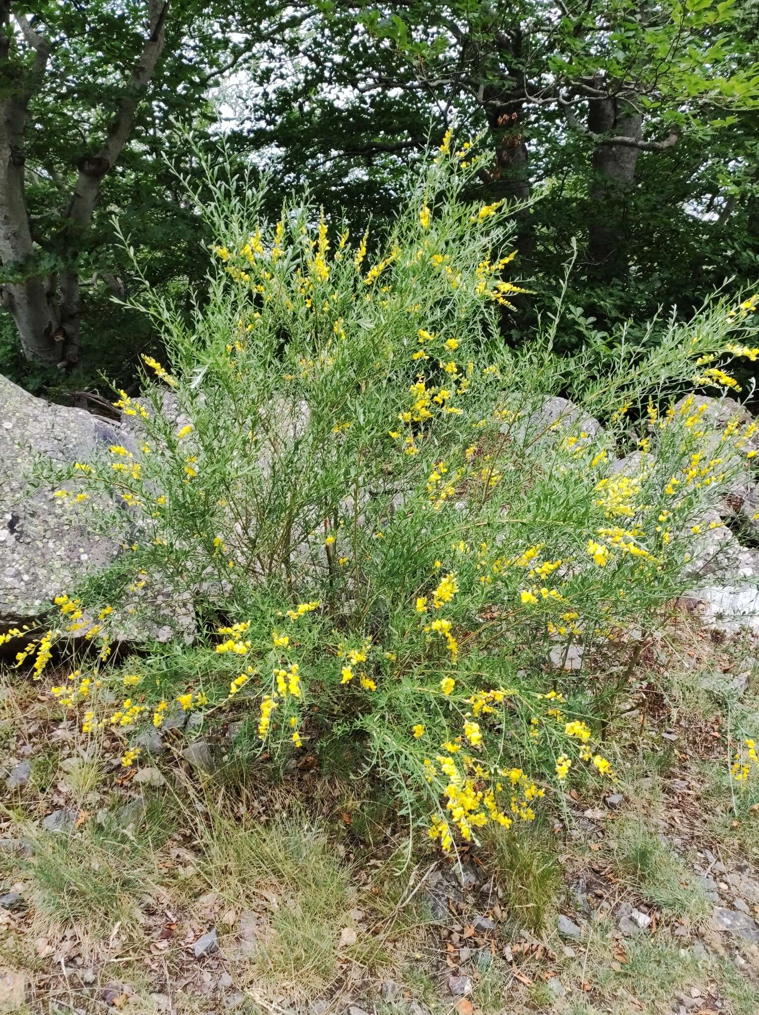 Image of Genista florida L.