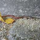 Image of Red Forest Skink