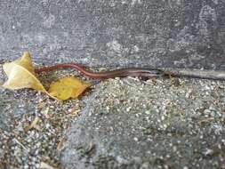 Image of Red Forest Skink