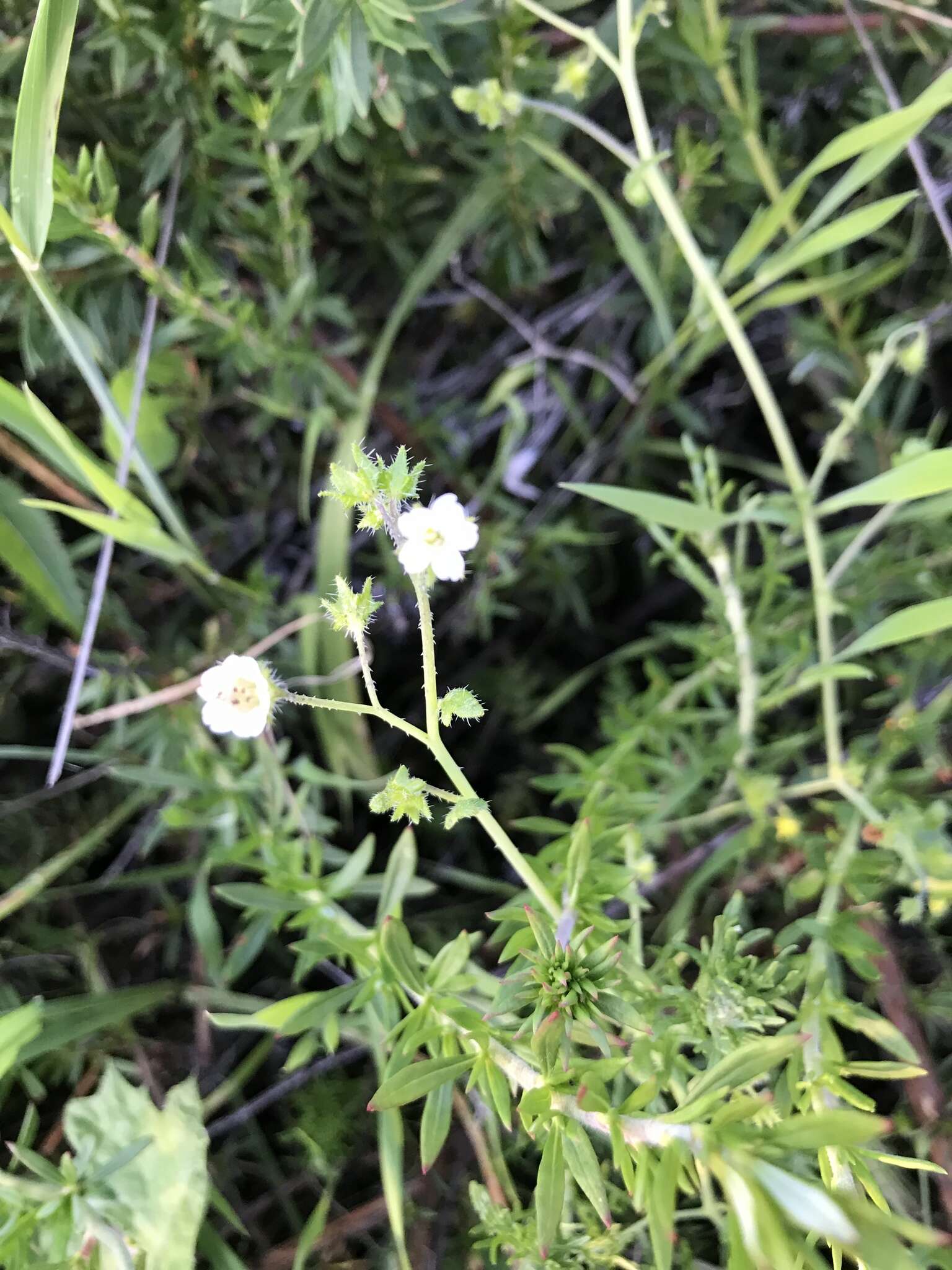 Image of racemed fiestaflower