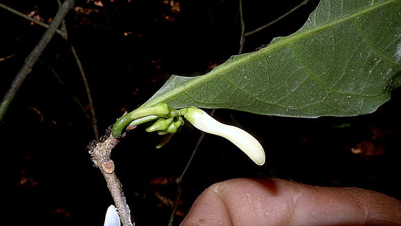 Image of <i>Amphirrhox longifolia</i> (A. St.-Hil.) Sprengel