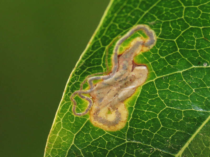 Image of Stigmella braunella (Jones 1933) Wilkinson et al. 1979