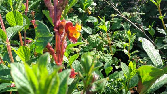 Imagem de Lonicera involucrata var. ledebourii (Eschsch.) Jeps.