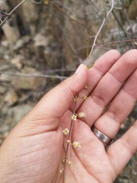 Image of <i>Sibara pinnata</i> (Barnéoud) Al-Shehbaz