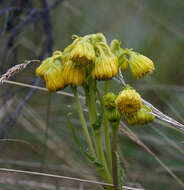 Image de Senecio chionogeton Wedd.