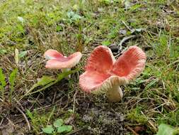 Image of Russula rubellipes Fatto 1998