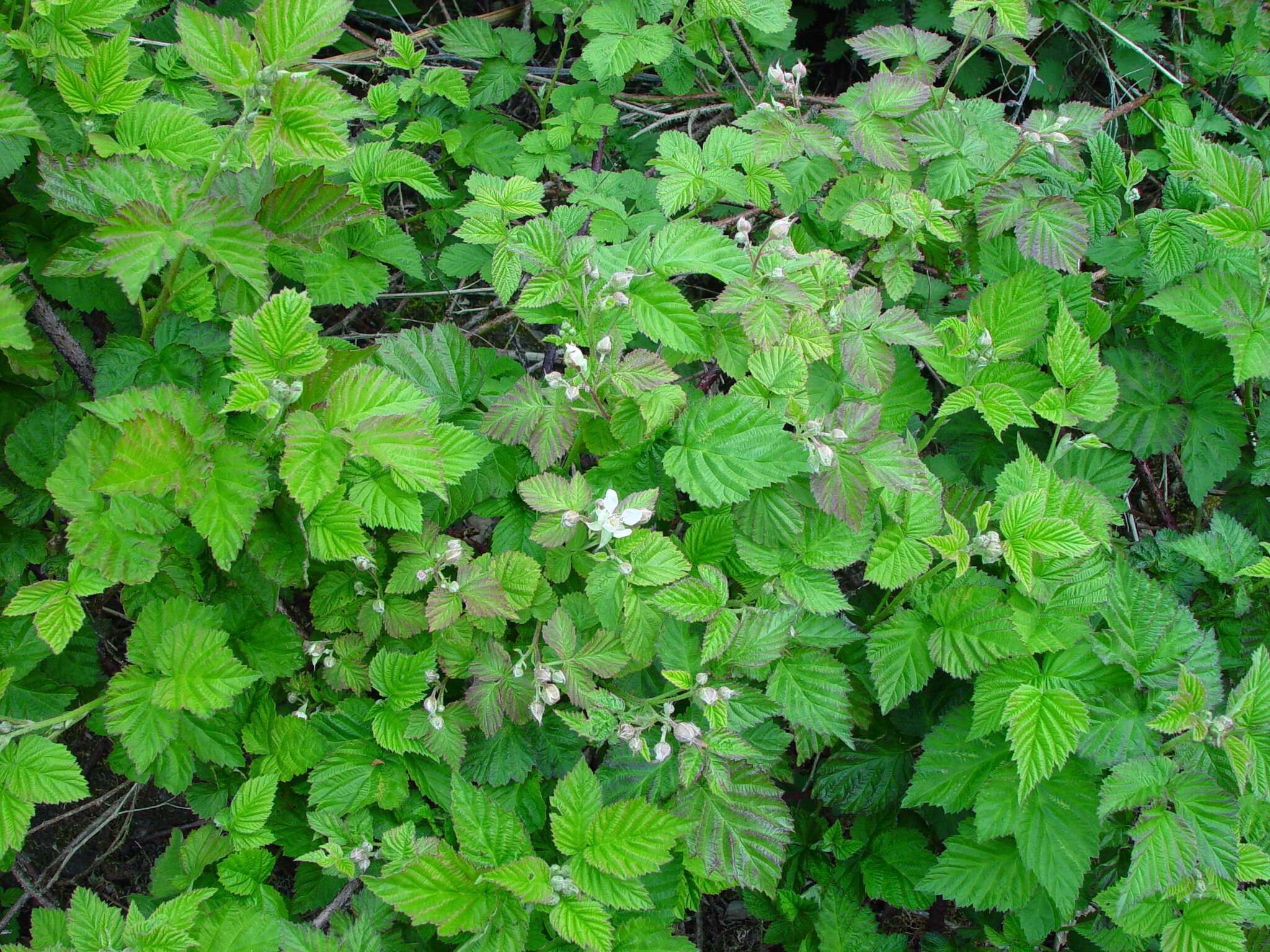 Слика од Rubus loganobaccus L. H. Bailey