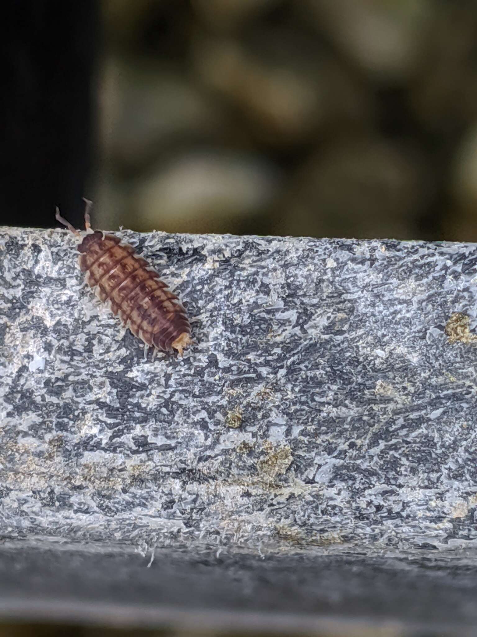 Image of Pillbug