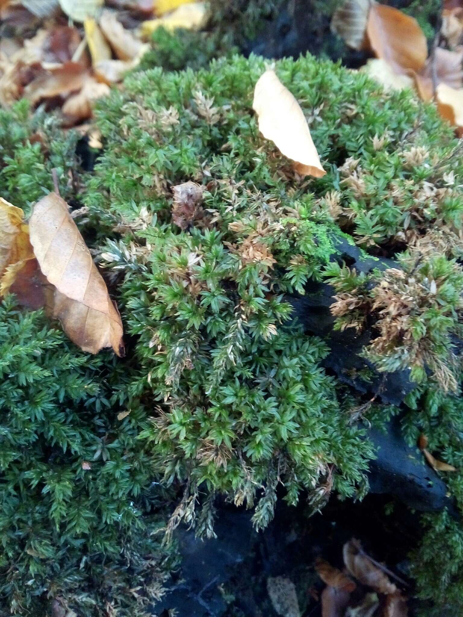 Image of horn calcareous moss