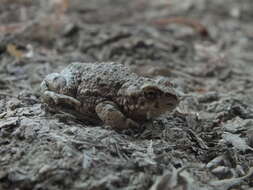 Image of Xinjiang Toad