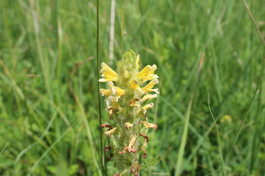 Image of Pedicularis daghestanica Bonati