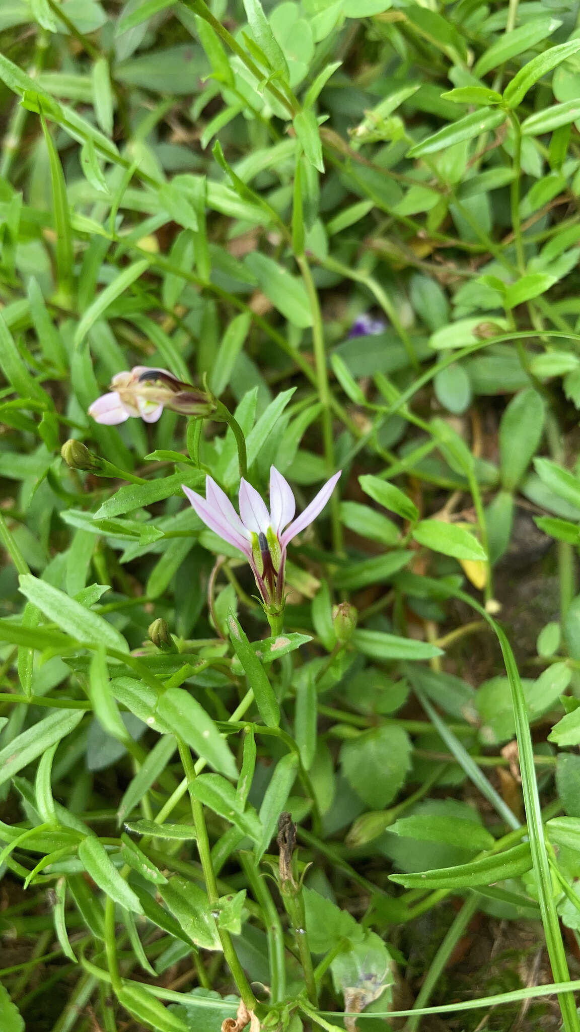 Imagem de Lobelia chinensis Lour.