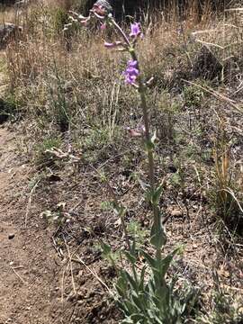 Image de Penstemon fendleri Torr. & Gray