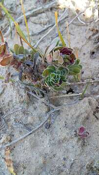 Image of Crassula dejecta Jacq.