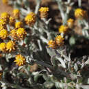 Image of Helichrysum aureofolium O. M. Hilliard