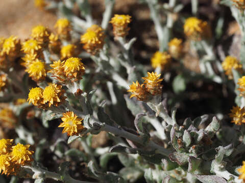 Image of Helichrysum aureofolium O. M. Hilliard