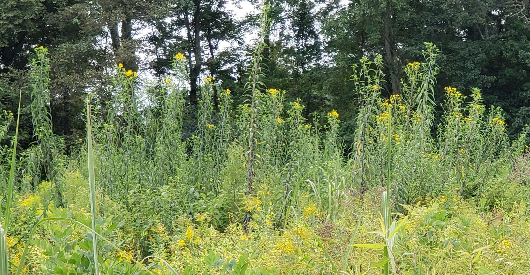 Sivun Helianthus grosseserratus M. Martens kuva