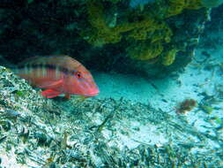 Image of Black-striped goatfish