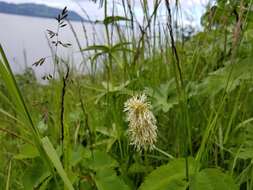 Image of Canadian burnet