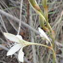 Image of Tritonia bakeri Klatt