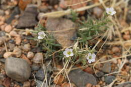 Imagem de Heterochroa desertorum Bunge