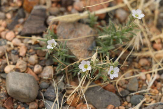 Plancia ëd Heterochroa desertorum Bunge