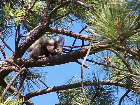 Image of Kaibab squirrel