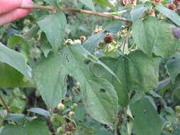 Image of Montanoa atriplicifolia (Pers.) Sch. Bip.