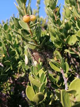 Image de Gymnosporia lucida (L.) Loes.