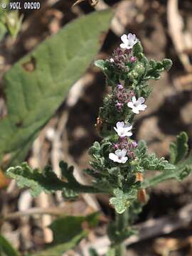 Image de Verbena supina L.