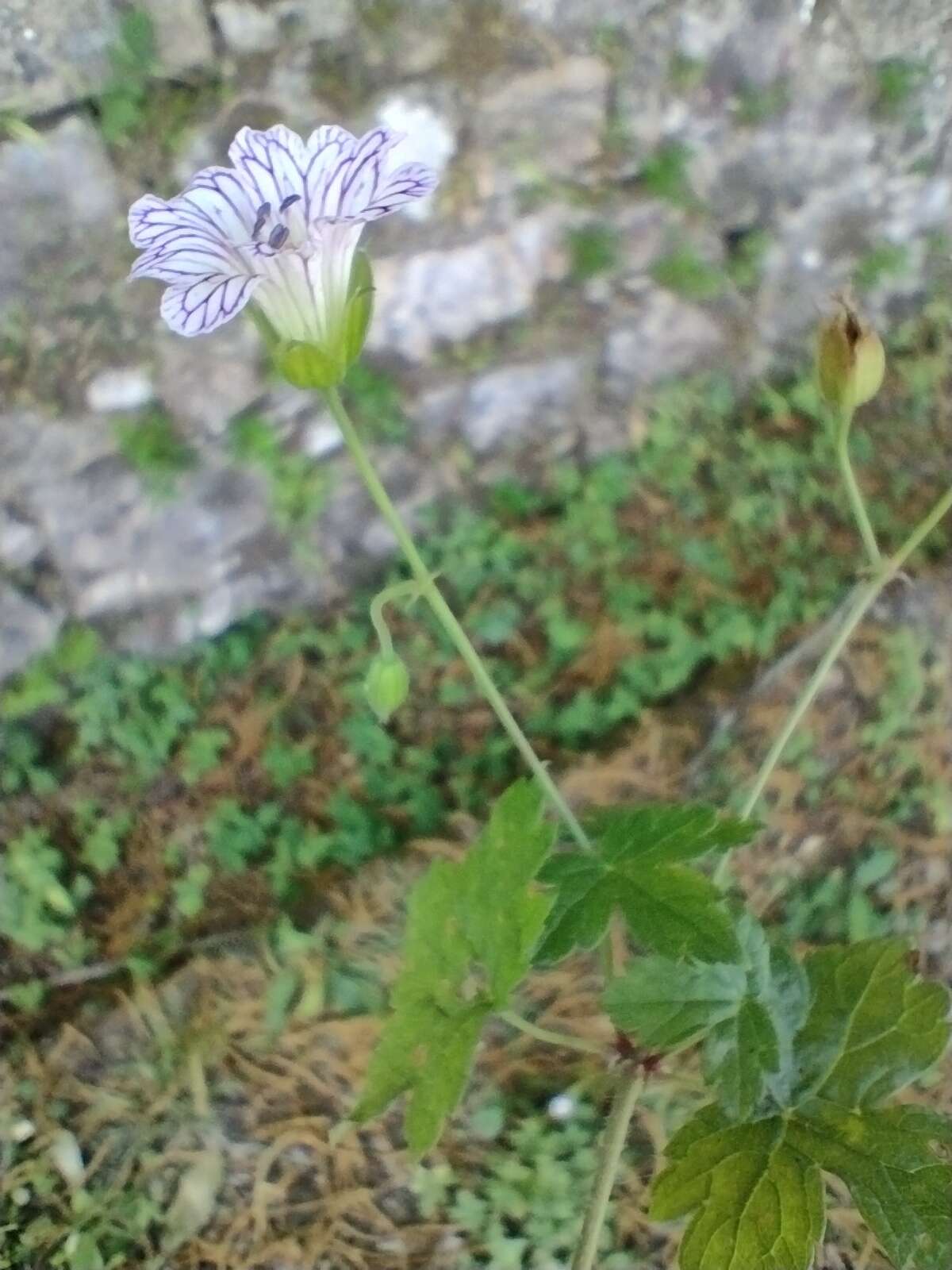 Image of Pencilled Crane's-bill